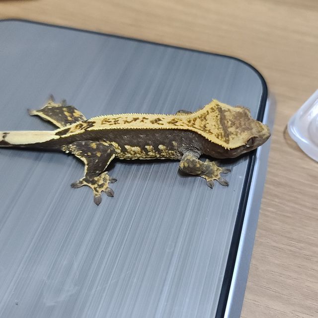 블랙 노멀