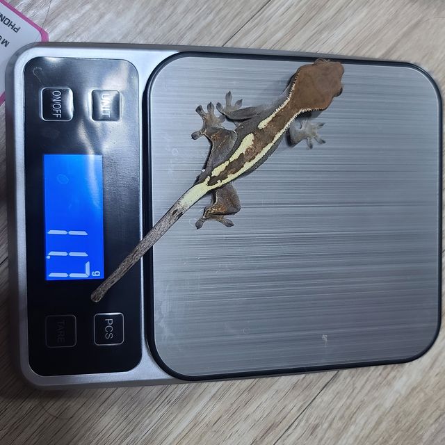 세이블