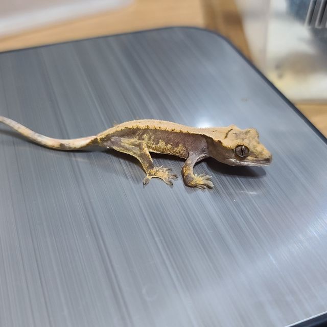 노멀