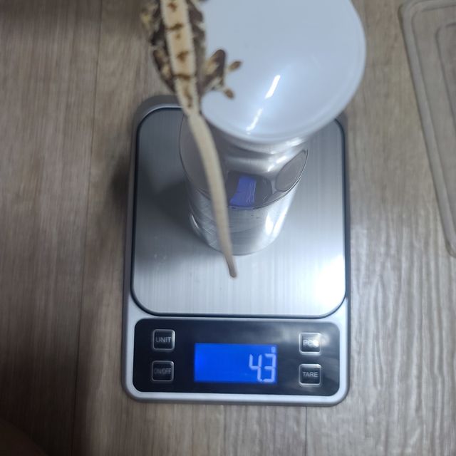릴리화이트