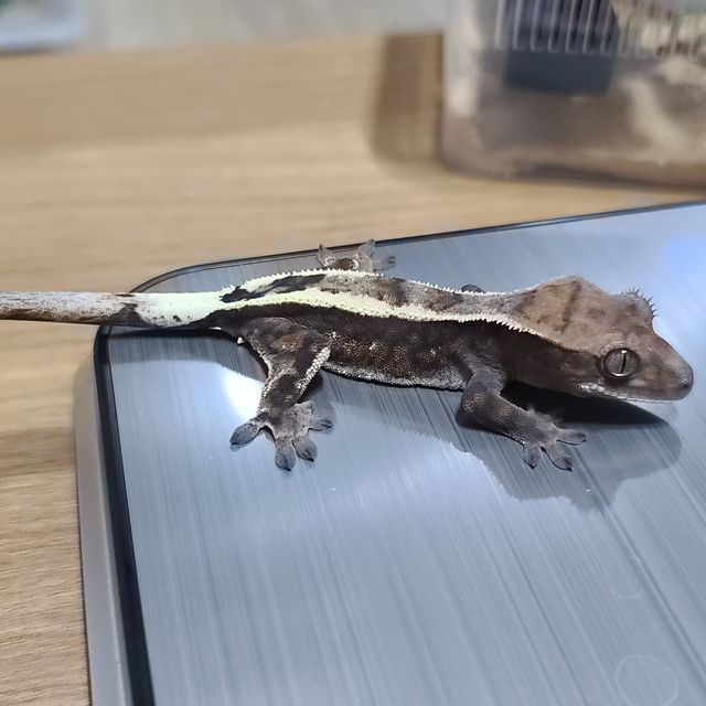 세이블