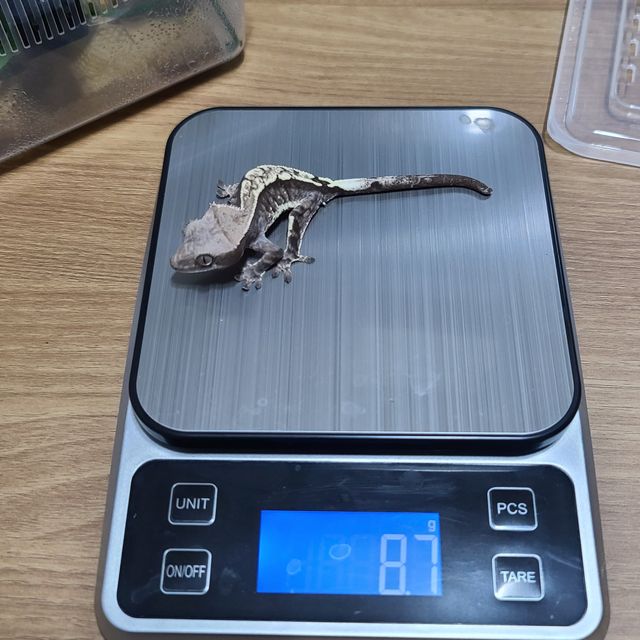 카푸치노