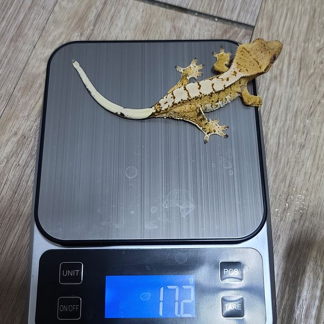 익스트림할리퀸 노멀