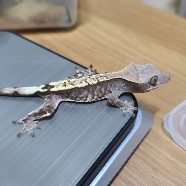 카푸치노