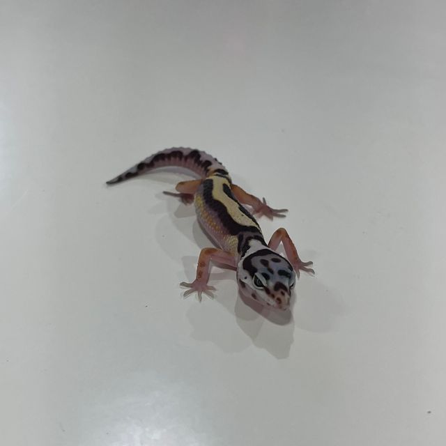 볼드