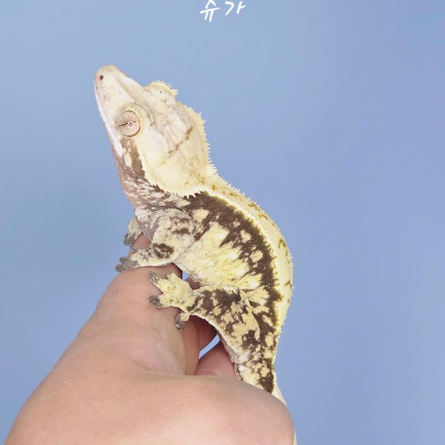 노멀 화이트 화이트스팟