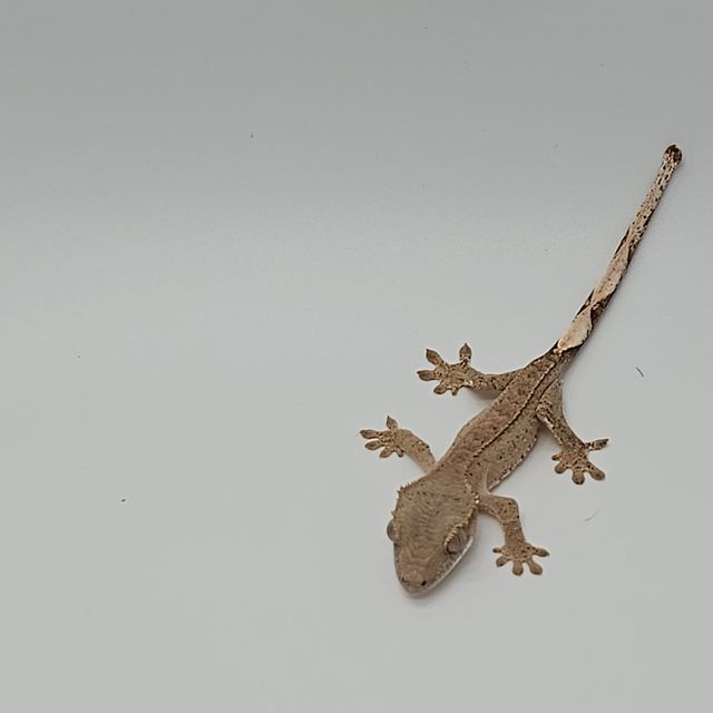 레드
