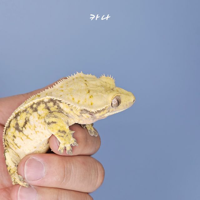 노멀 트라이 화이트스팟