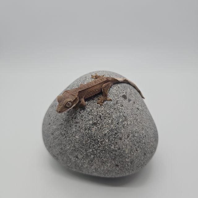 레드 화이트포트홀
