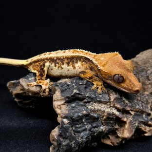 노멀 트라이 드리피 핀스트라이프 풀핀