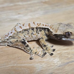 노멀 드리피 화이트스팟