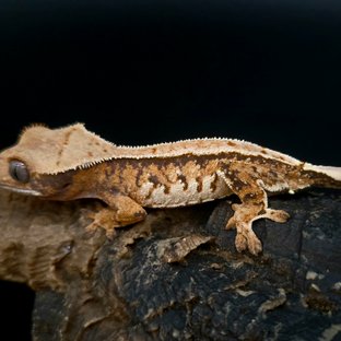 노멀 트라이 핀스트라이프