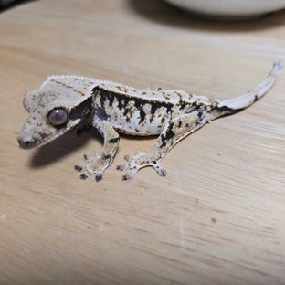 호크x설화
