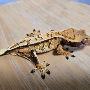 노멀 트라이 핀스트라이프 텐저린