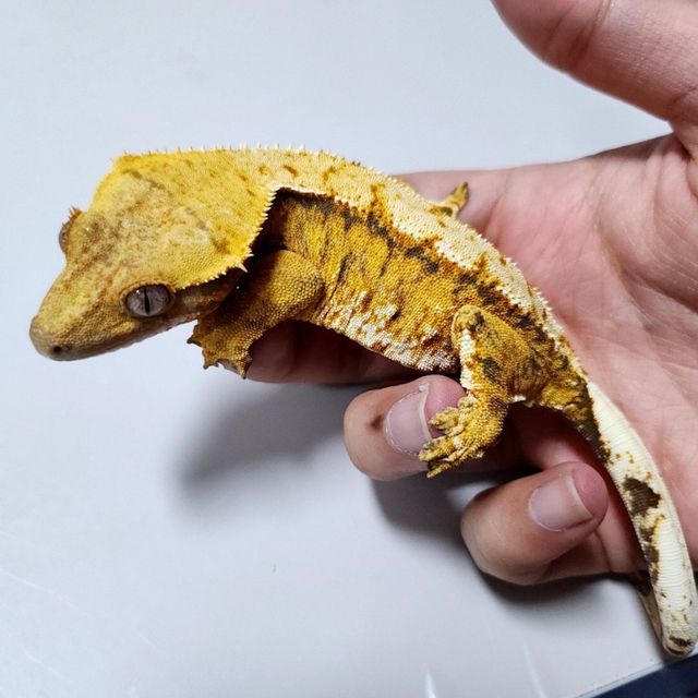 노멀 트라이 텐저린