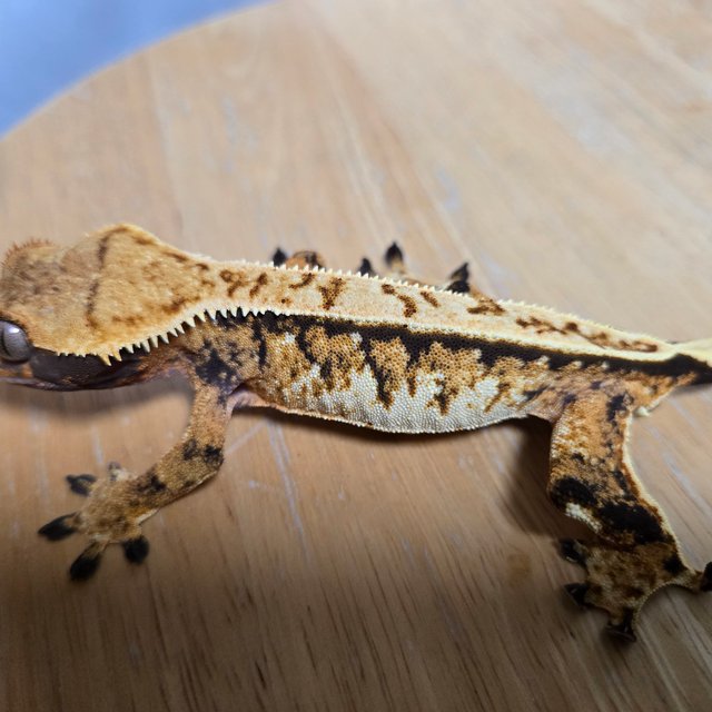 노멀 트라이 핀스트라이프 텐저린