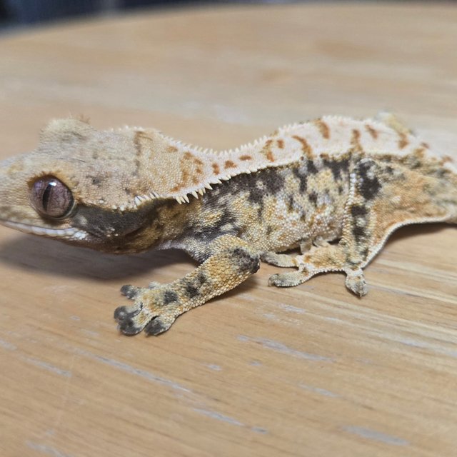 노멀 드리피 화이트스팟