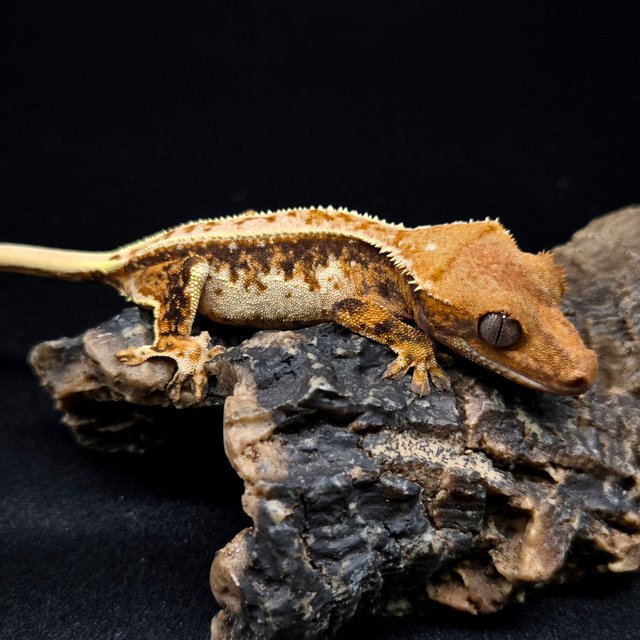 노멀 트라이 드리피 핀스트라이프 풀핀