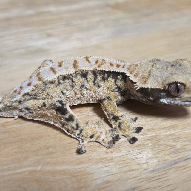 노멀 드리피 화이트스팟