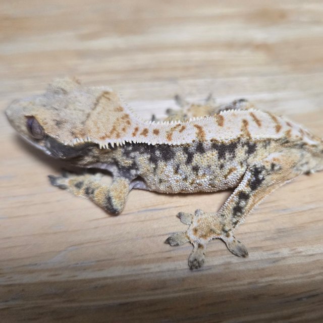 노멀 드리피 화이트스팟