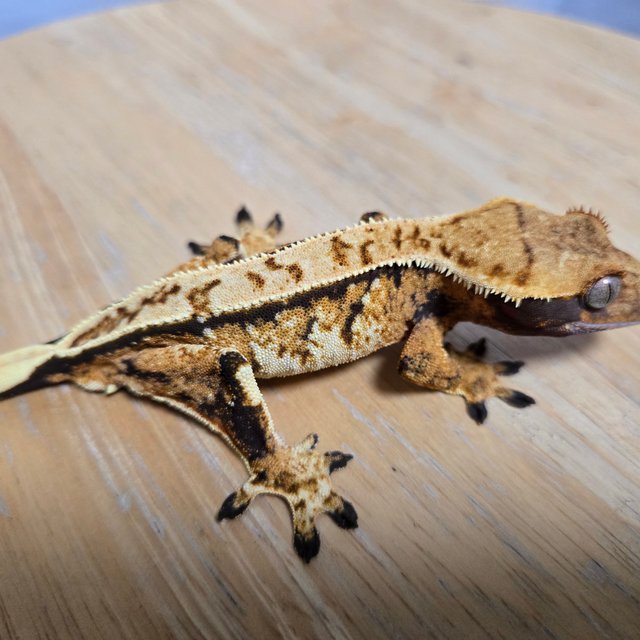 노멀 트라이 핀스트라이프 텐저린