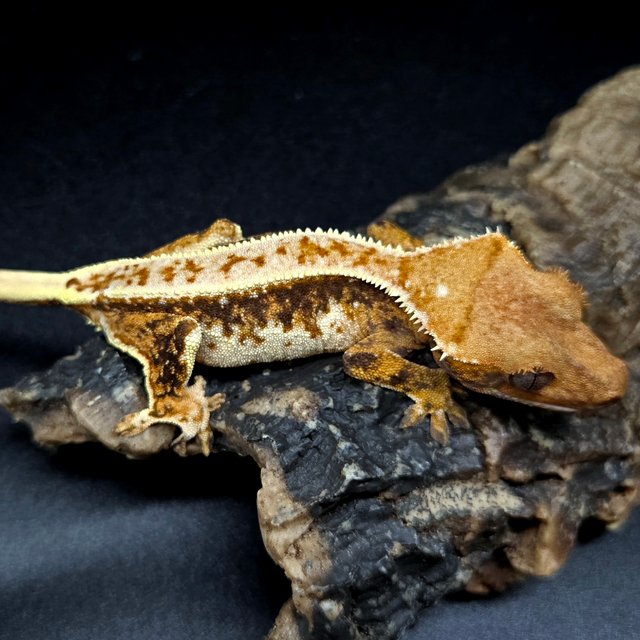 노멀 트라이 드리피 핀스트라이프 풀핀