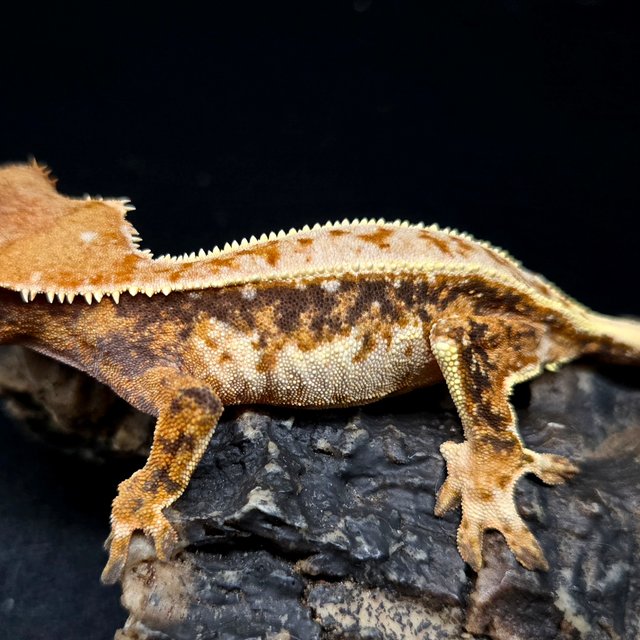 노멀 트라이 드리피 핀스트라이프 풀핀