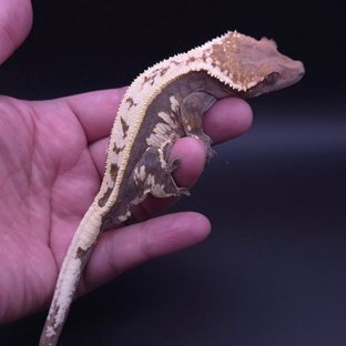 세이블 풀핀 쿼드