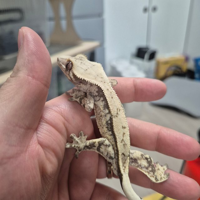 화이트스팟 화이트크라운 화이트핀 솔리드백