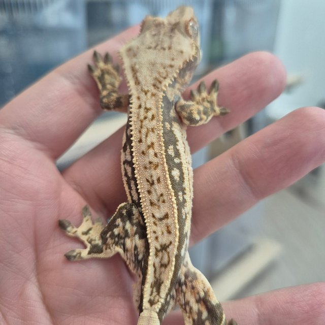 트라이 쿼드 핀스트라이프 화이트스팟