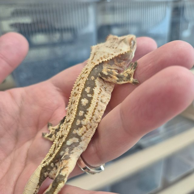 트라이 쿼드 핀스트라이프 화이트스팟