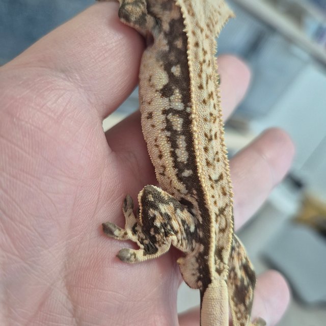 트라이 쿼드 핀스트라이프 화이트스팟