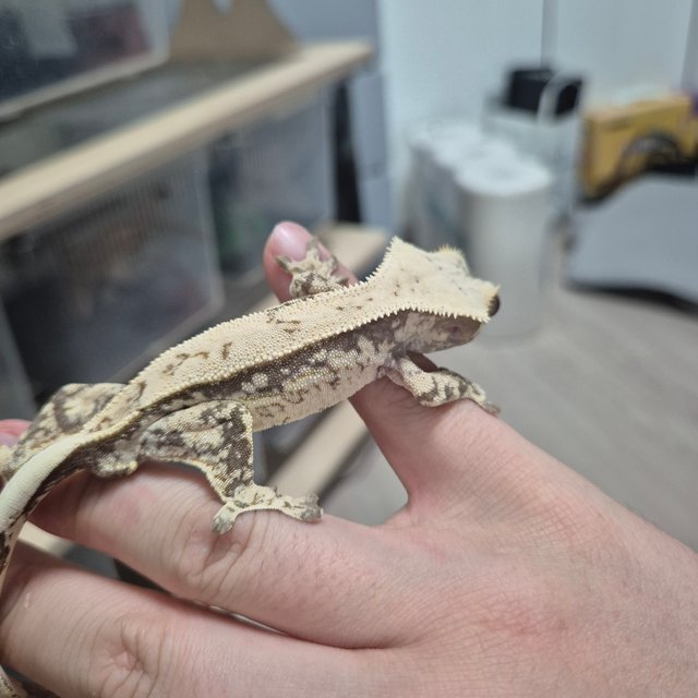 화이트스팟 화이트크라운 화이트핀 솔리드백