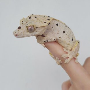 슈퍼달마시안 옐로우