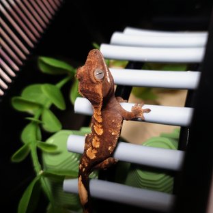 플레임 다크 레드