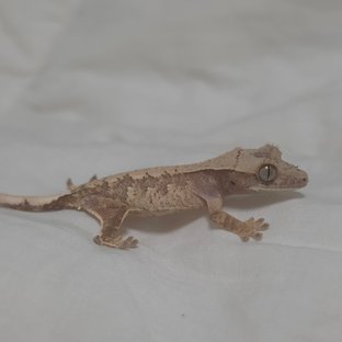 트라이 익스트림할리퀸 노멀