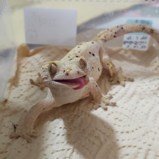 100%헷아잔틱 슈퍼달마시안 달마시안