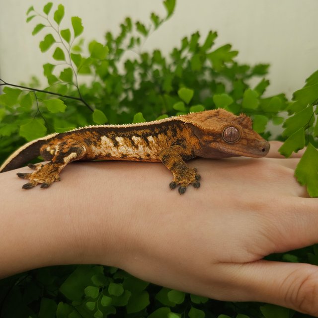 트라이 블랙 텐저린 쿼드 핀스트라이프 화이트핀