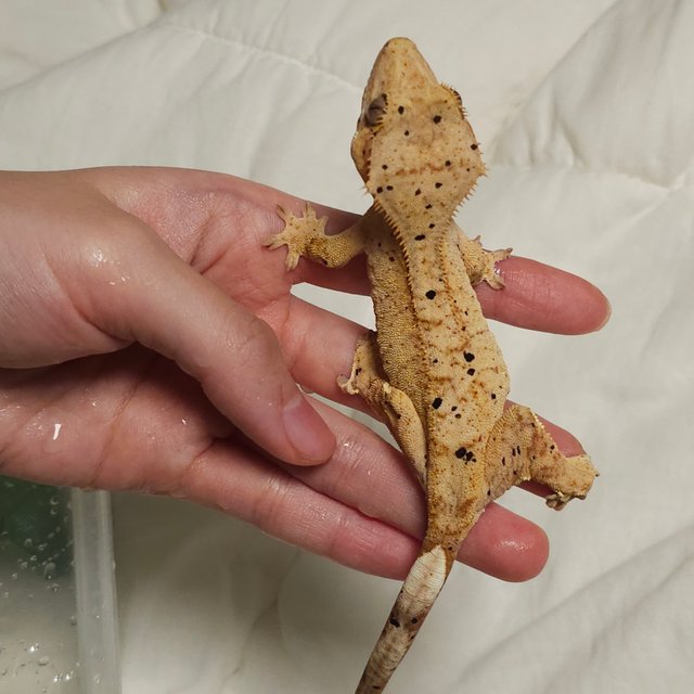 100%헷아잔틱 패턴리스 슈퍼달마시안 달마시안 팬텀