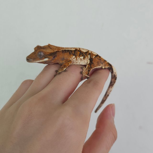 트라이 익스트림할리퀸