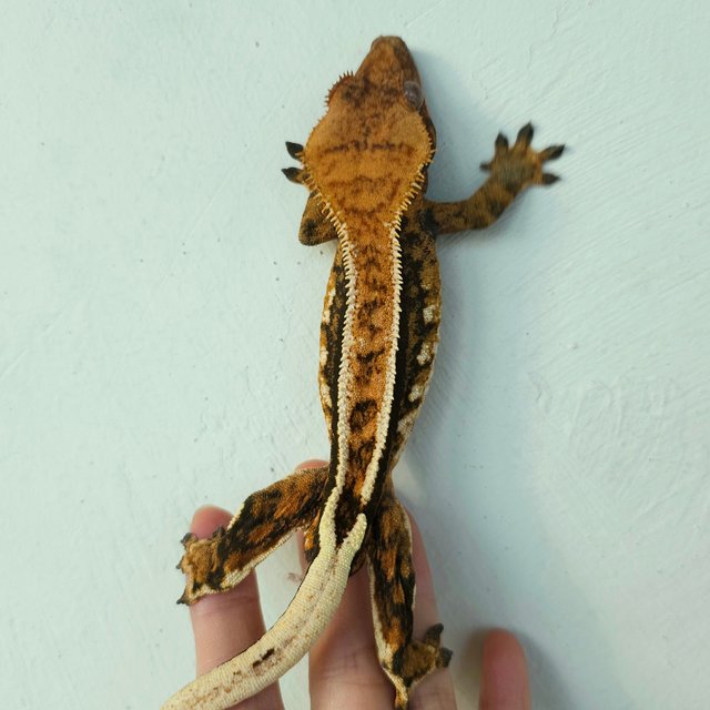 트라이 블랙 텐저린 쿼드 핀스트라이프 화이트핀