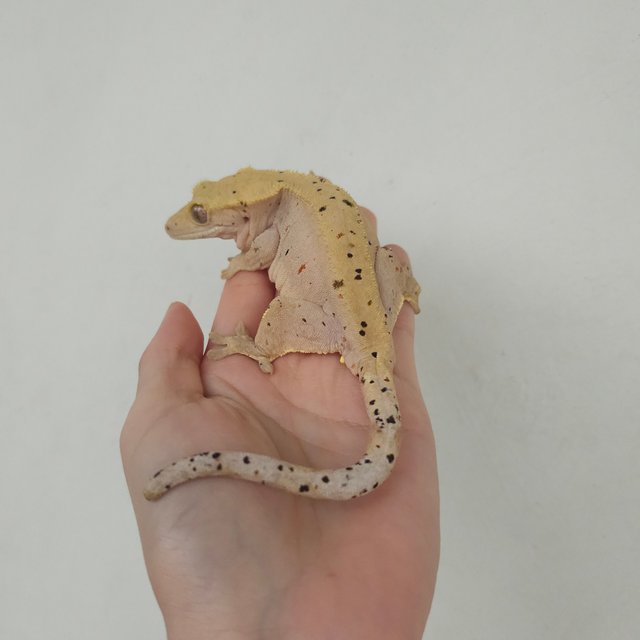 슈퍼달마시안 레드