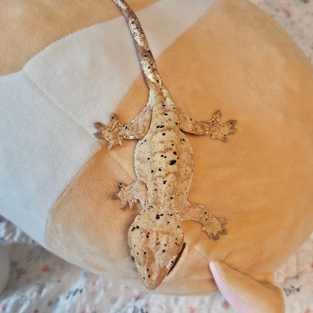 100%헷아잔틱 슈퍼달마시안 달마시안