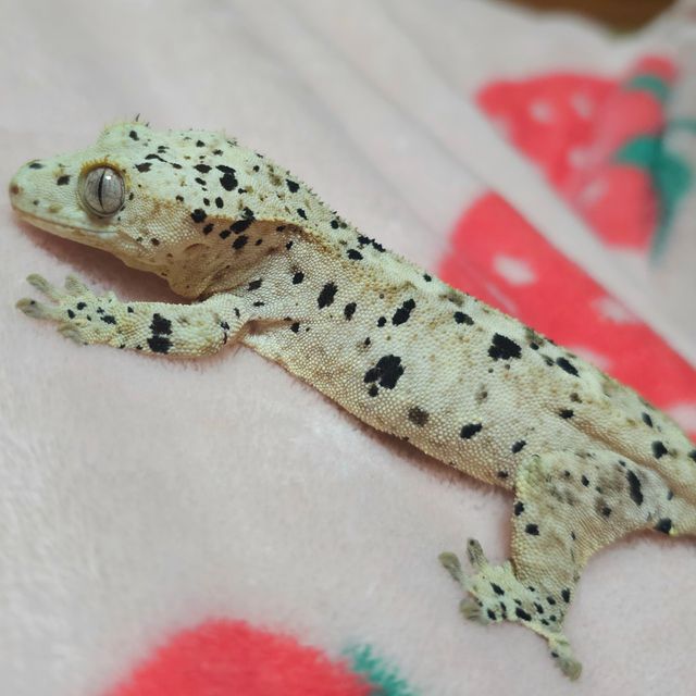 슈퍼달마시안