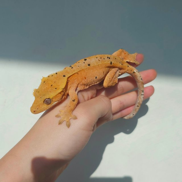 슈퍼달마시안 레드