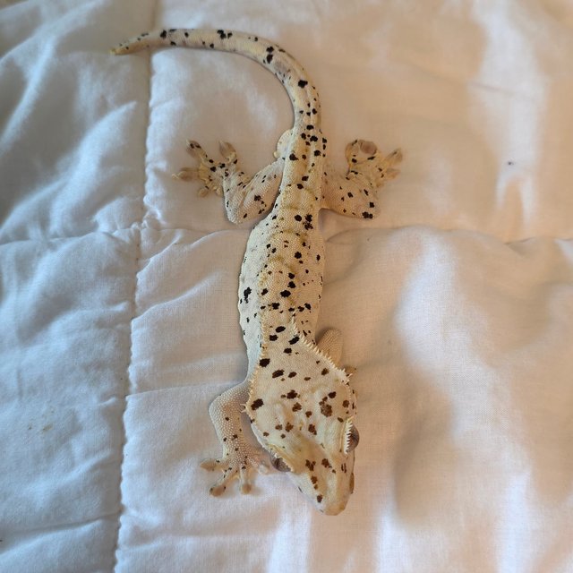 슈퍼달마시안 옐로우