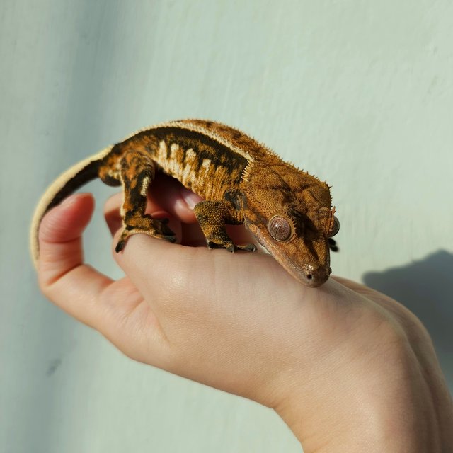 트라이 블랙 텐저린 쿼드 핀스트라이프 화이트핀