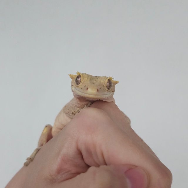 슈퍼달마시안 레드