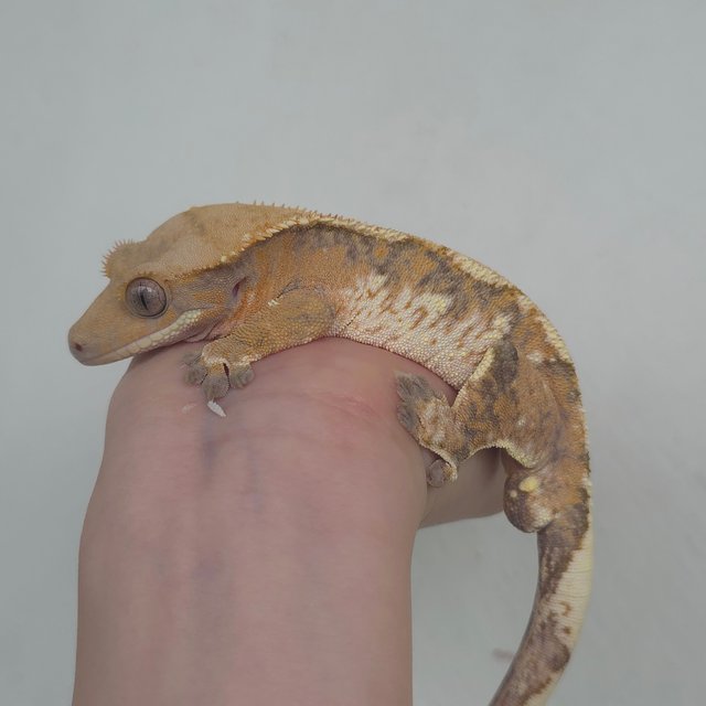 트라이 익스트림할리퀸