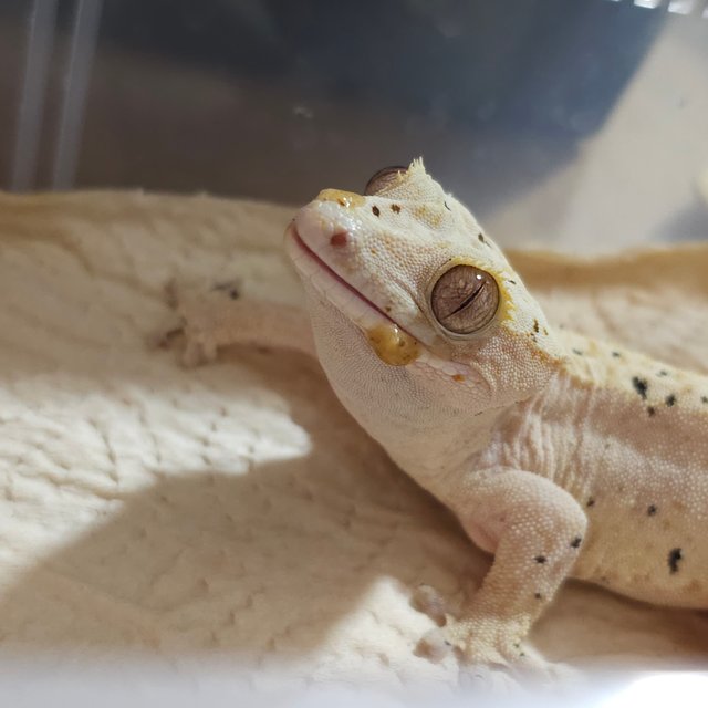 100%헷아잔틱 슈퍼달마시안 달마시안